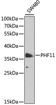 PHF11 Antibody
