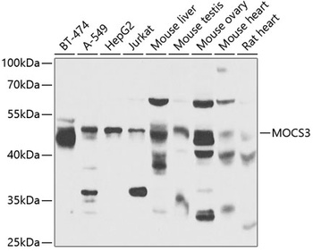 MOCS3 Antibody