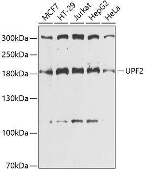 UPF2 Antibody