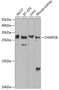 CHMP2B Antibody