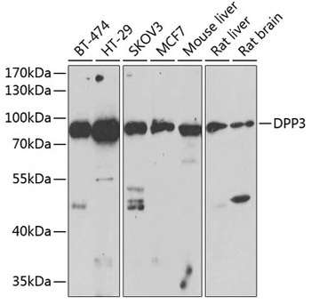 DPP3 Antibody