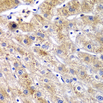 DPP3 Antibody