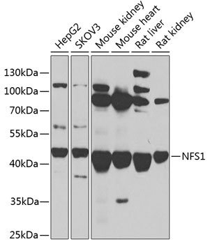 NFS1 Antibody