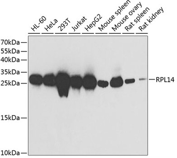 RPL14 Antibody