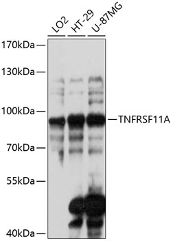 TNFRSF11A Antibody