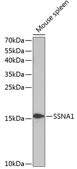 SSNA1 Antibody