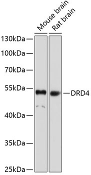 DRD4 Antibody