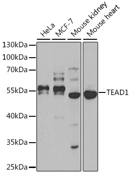 TEAD1 Antibody