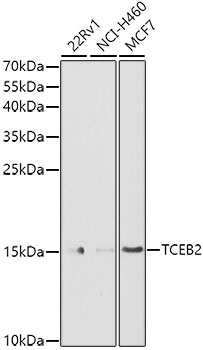 TCEB2 Antibody