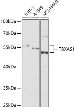 TBXAS1 Antibody