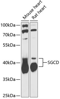 SGCD Antibody