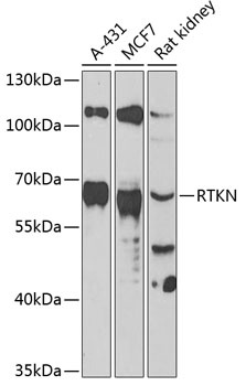 RTKN Antibody