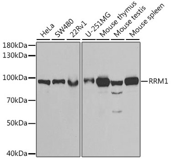 RRM1 Antibody