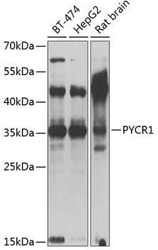 PYCR1 Antibody