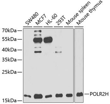 POLR2H Antibody