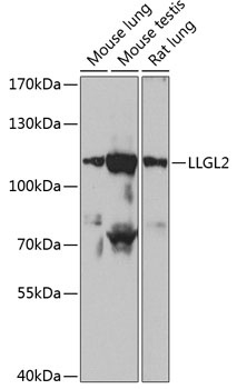 LLGL2 Antibody