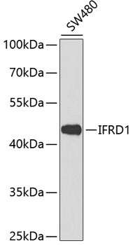 IFRD1 Antibody