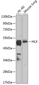 HLX Antibody