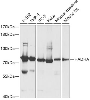 HADHA Antibody