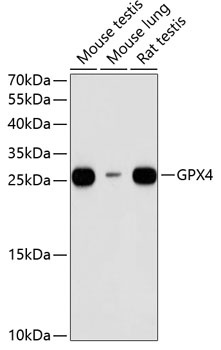 GPX4 Antibody
