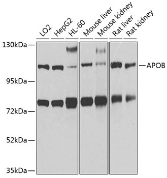 APOB Antibody