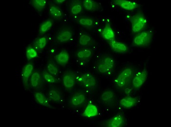 DR1 Antibody