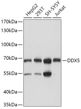 DDX5 Antibody