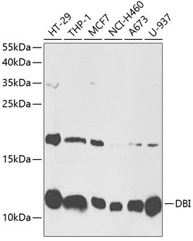 DBI Antibody