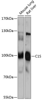 C1S Antibody