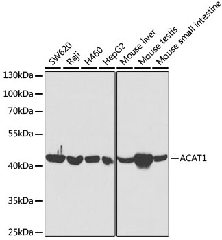 ACAT1 Antibody