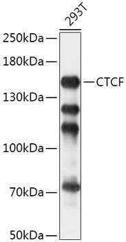 CTCF Antibody