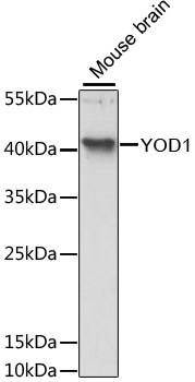 YOD1 Antibody