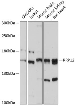 RRP12 Antibody