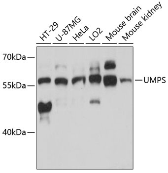 UMPS Antibody