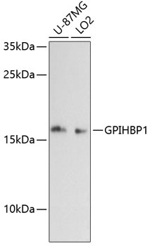 GPIHBP1 Antibody