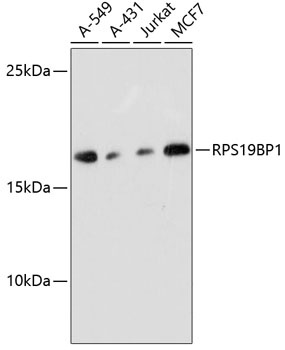 RPS19BP1 Antibody