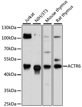 ACTR6 Antibody