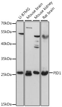 PID1 Antibody