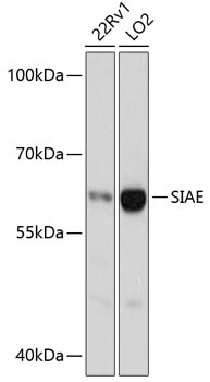 SIAE Antibody