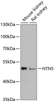 NTN5 Antibody