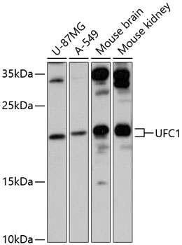 UFC1 Antibody