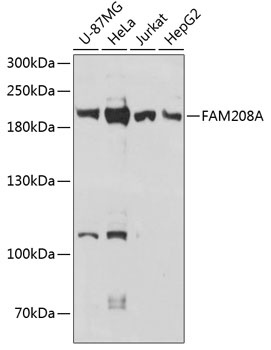 FAM208A Antibody