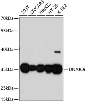 DNAJC9 Antibody