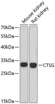 CTSG Antibody