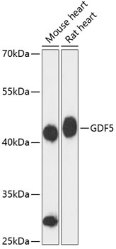 GDF5 Antibody