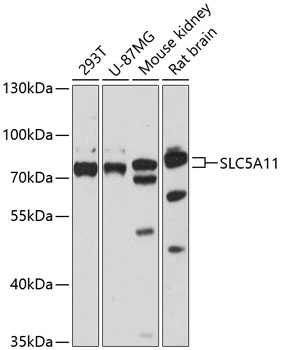 SLC5A11 Antibody