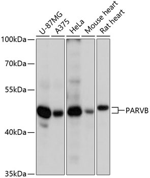 PARVB Antibody