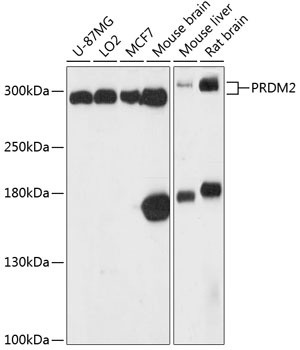 PRDM2 Antibody