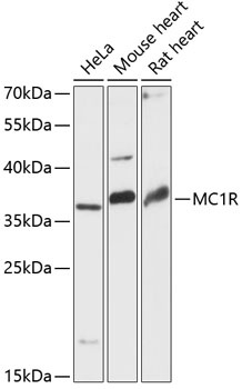 MC1R Antibody