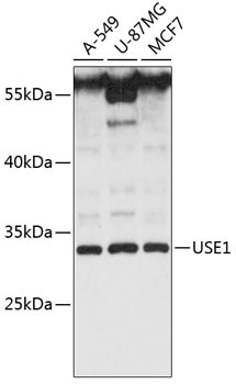 USE1 Antibody